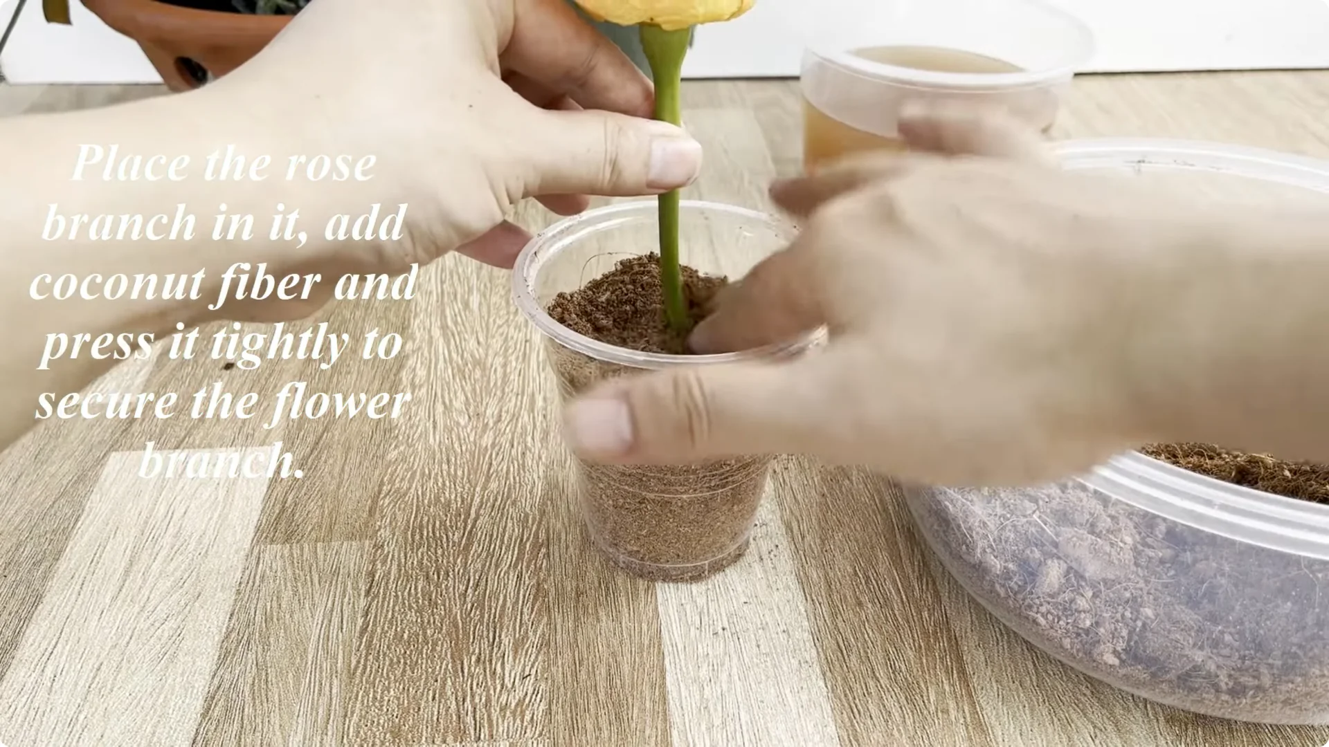 How a Simple Sprinkle Helps Rose Branches Bloom Year-Round screenshot 7