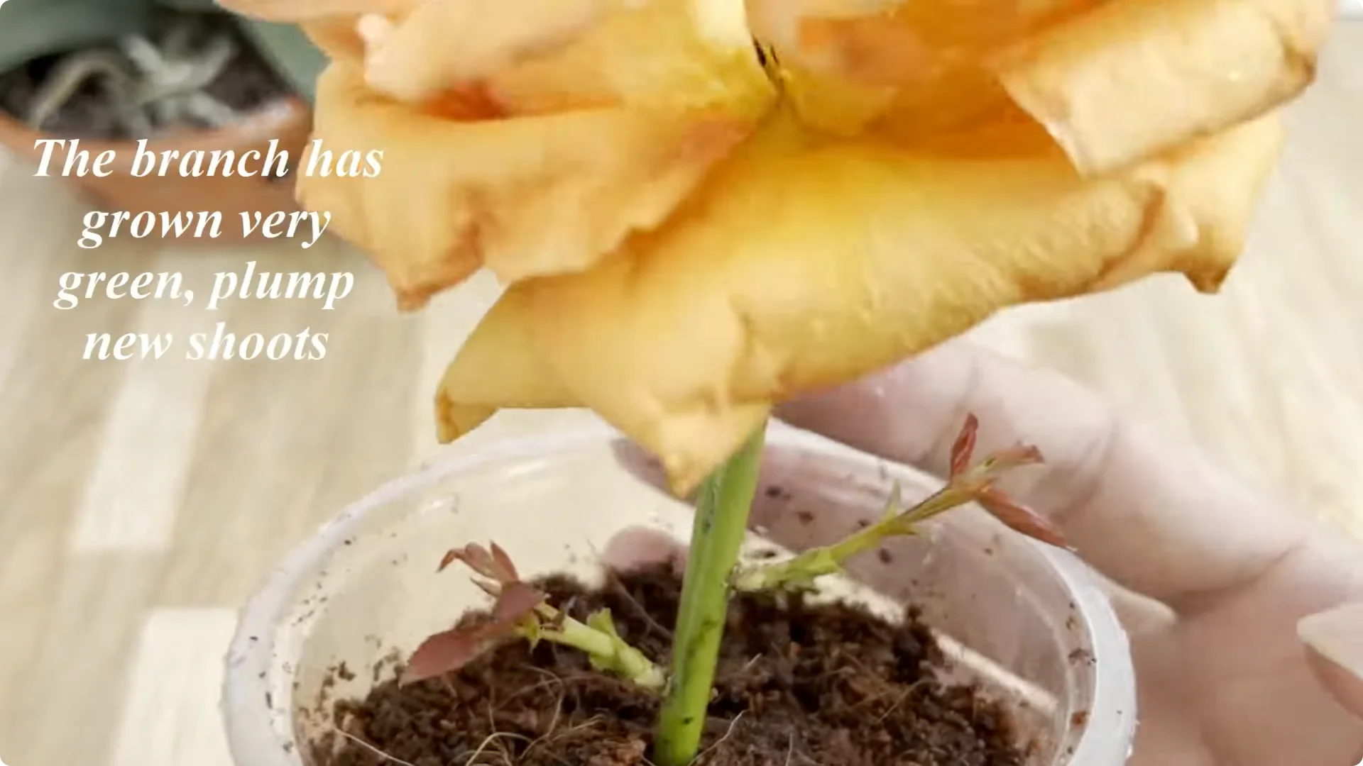 How a Simple Sprinkle Helps Rose Branches Bloom Year-Round screenshot 9