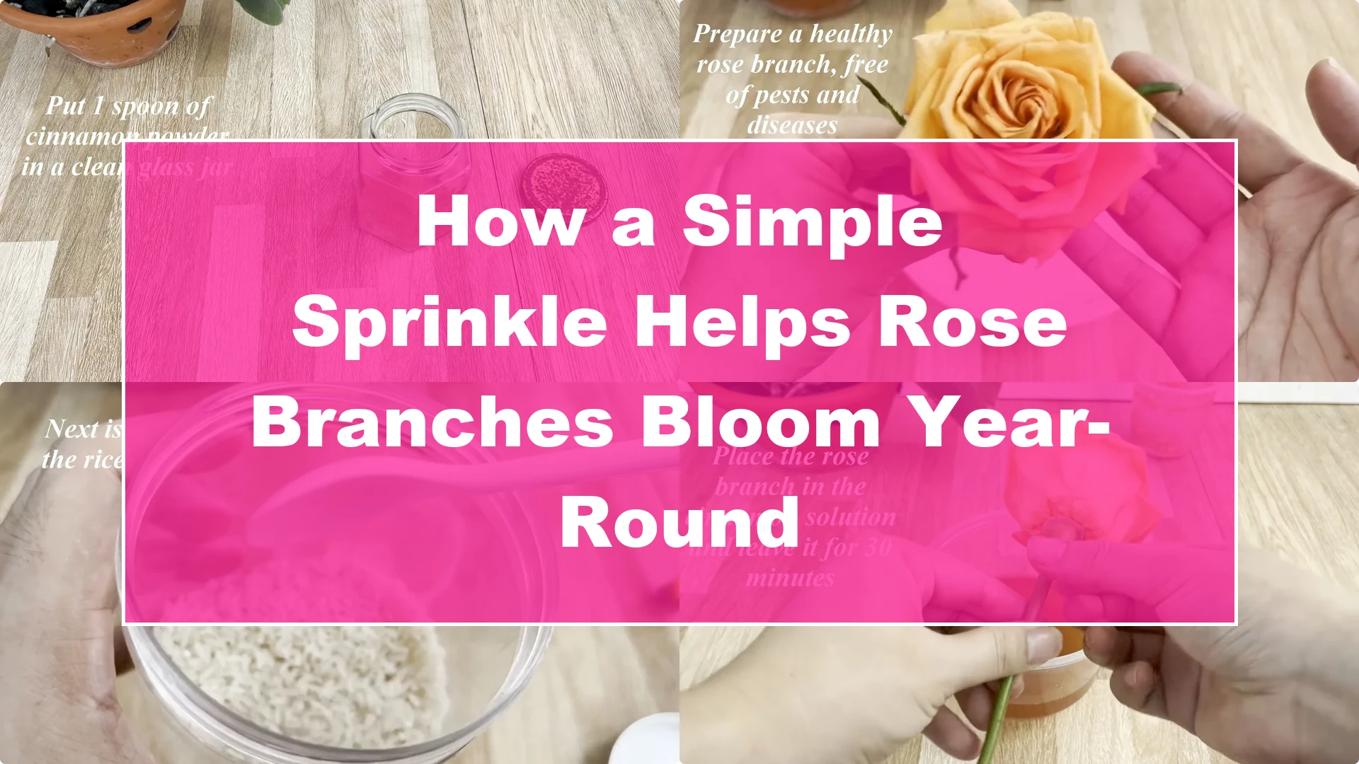 How a Simple Sprinkle Helps Rose Branches Bloom Year-Round - Featured Image