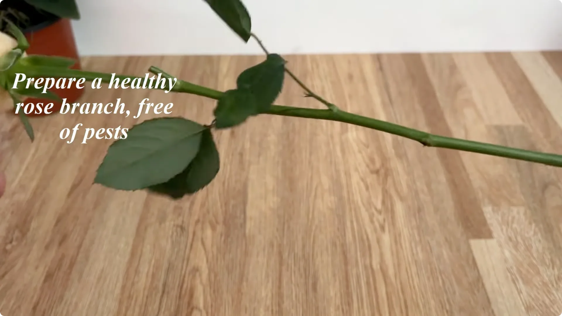 How Anyone Can Easily Propagate Roses at Home screenshot 1