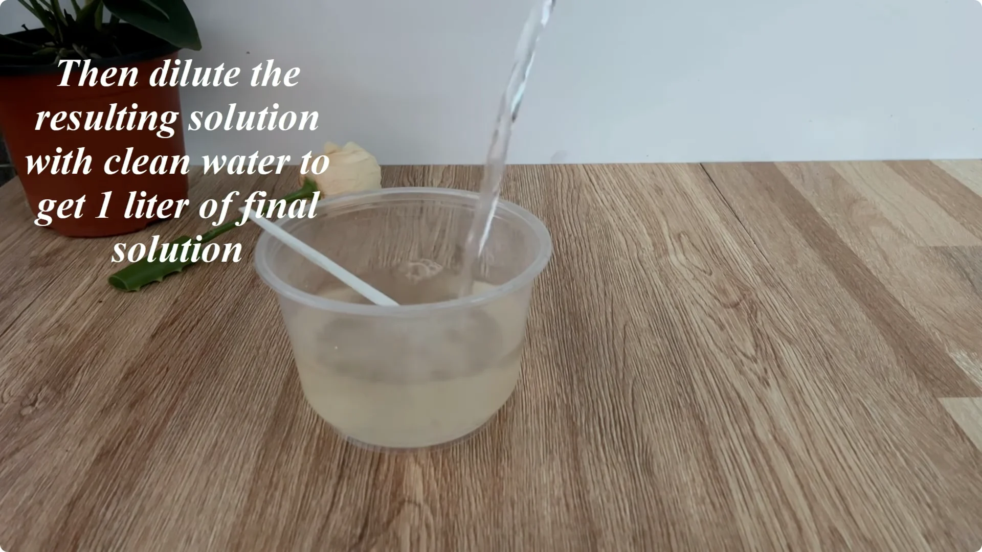How Anyone Can Easily Propagate Roses at Home screenshot 11