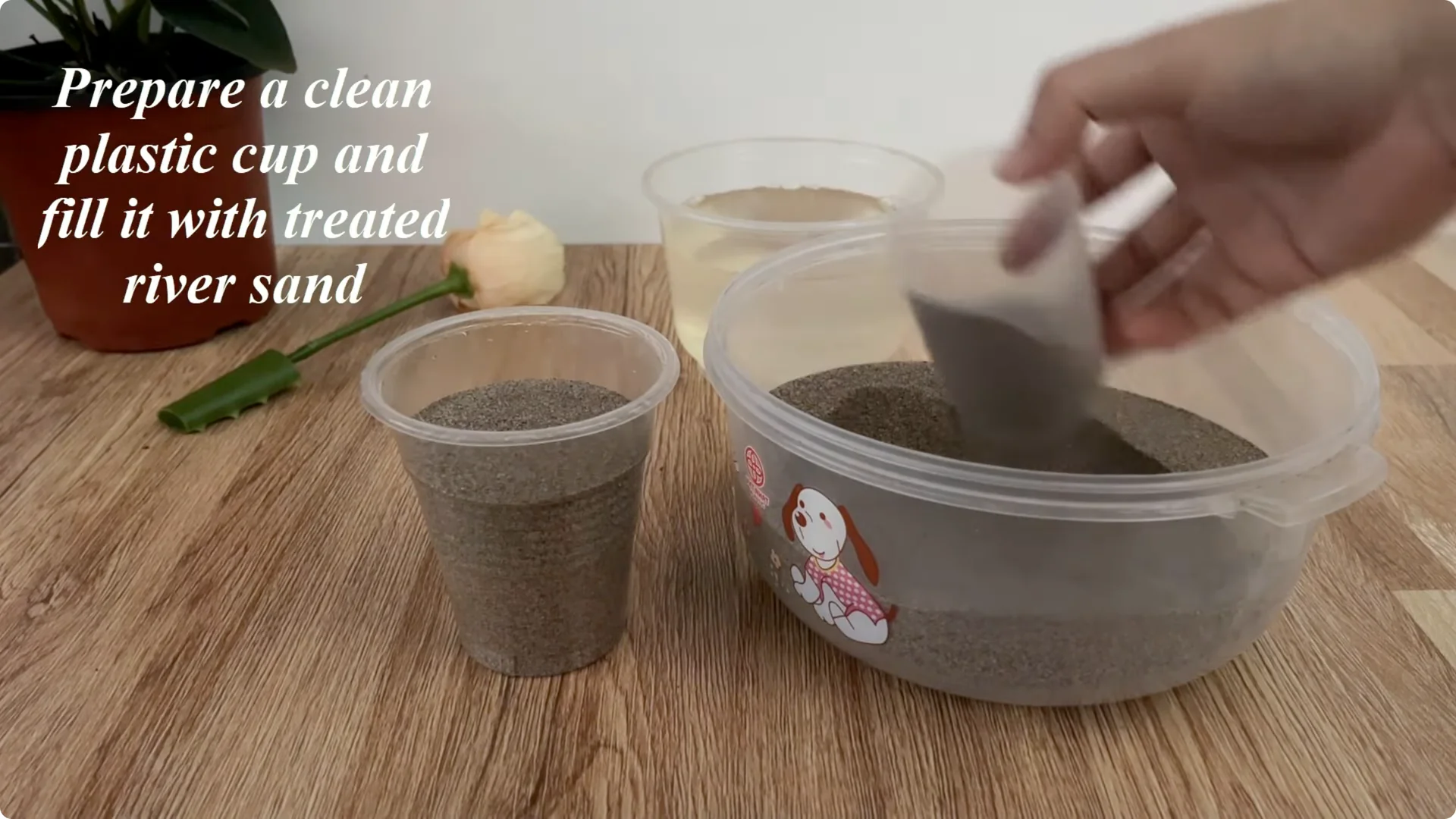 How Anyone Can Easily Propagate Roses at Home screenshot 12