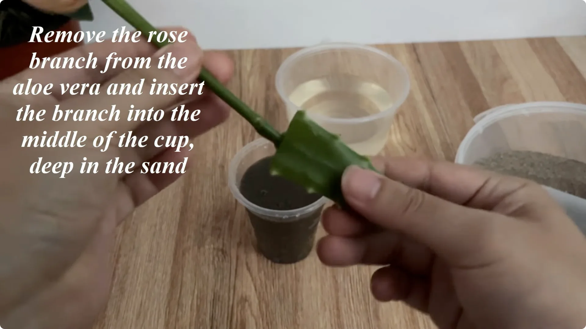 How Anyone Can Easily Propagate Roses at Home screenshot 13
