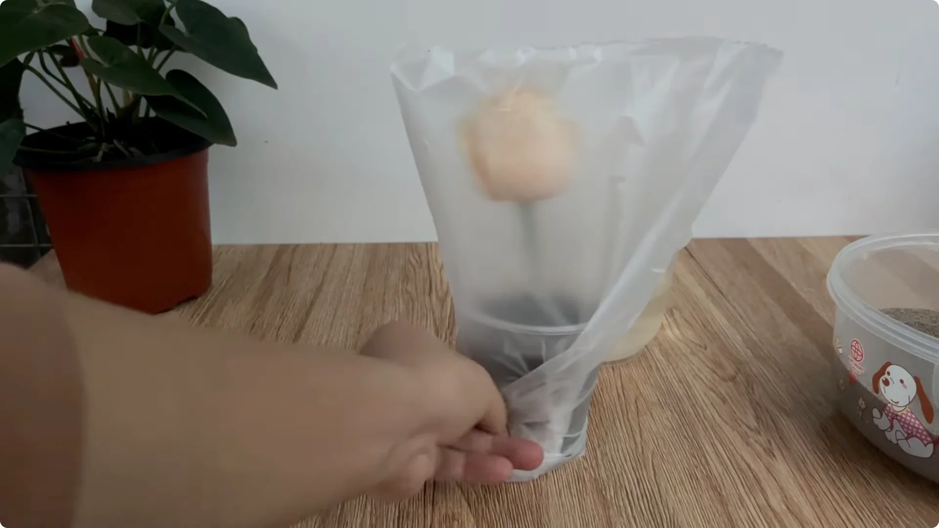 How Anyone Can Easily Propagate Roses at Home screenshot 14