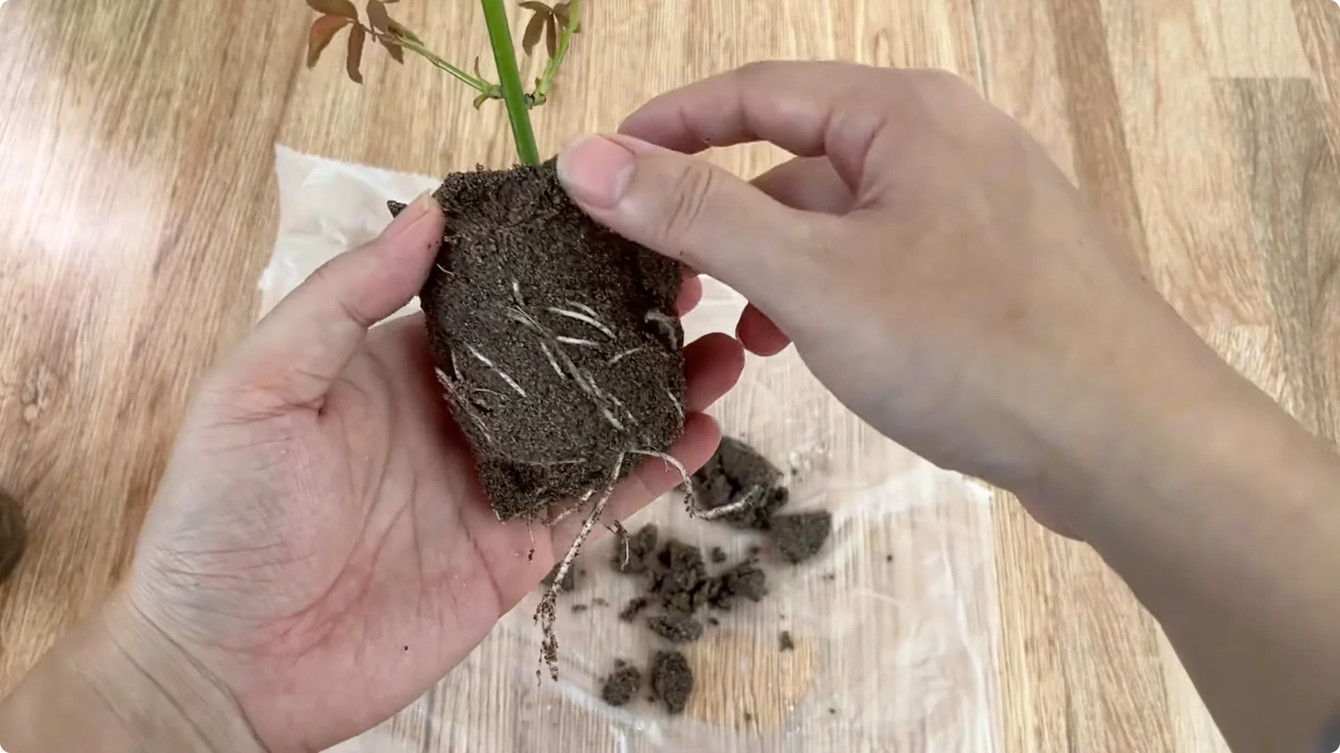 How Anyone Can Easily Propagate Roses at Home screenshot 17