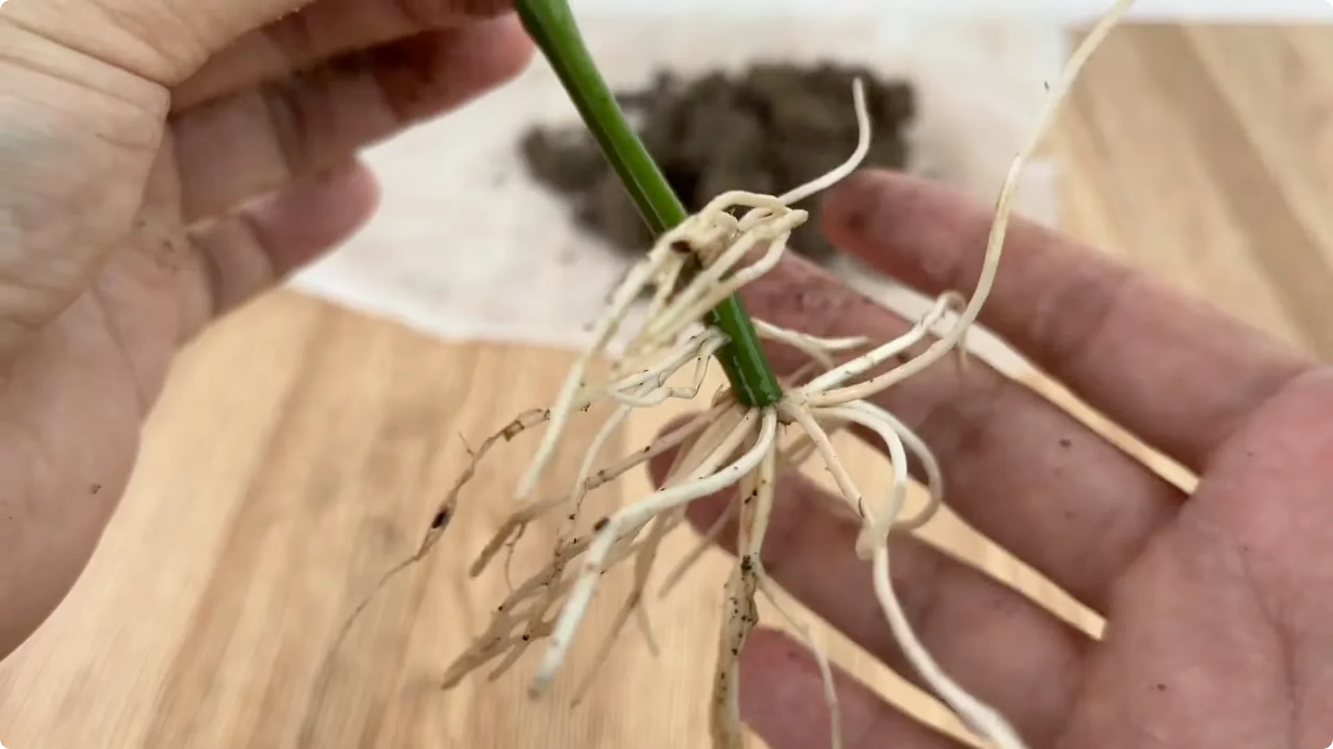 How Anyone Can Easily Propagate Roses at Home screenshot 18