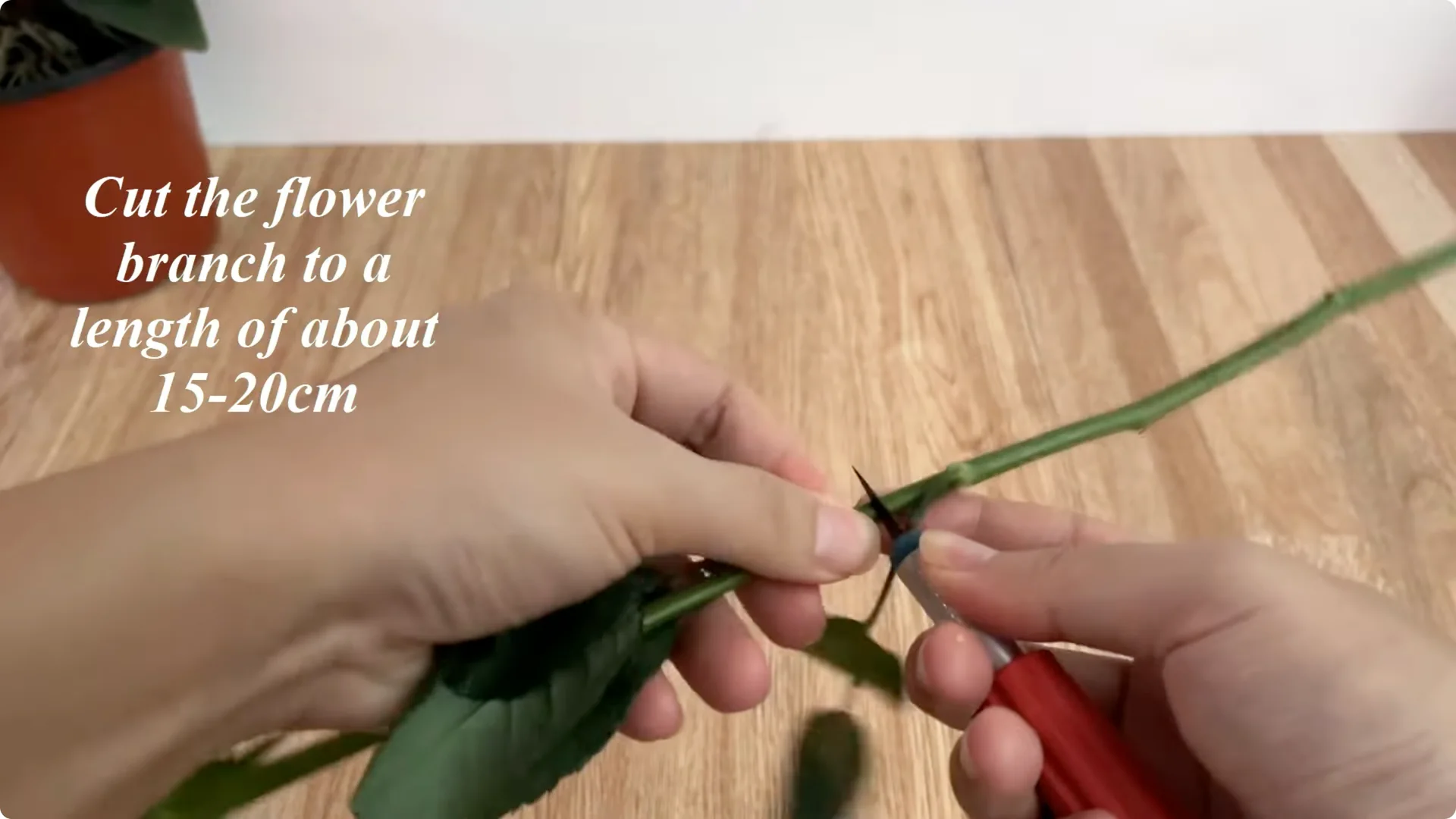 How Anyone Can Easily Propagate Roses at Home screenshot 2
