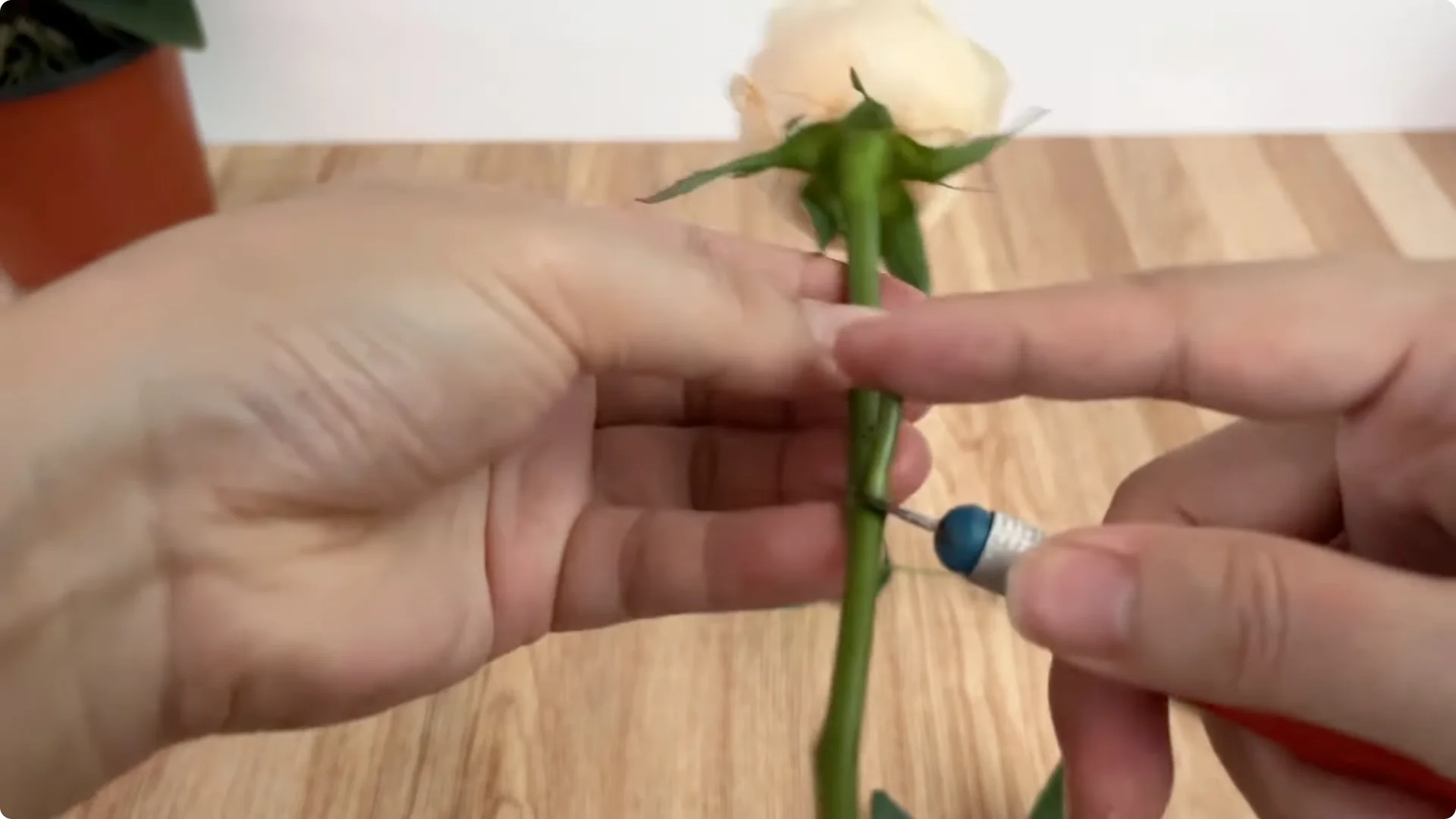 How Anyone Can Easily Propagate Roses at Home screenshot 3