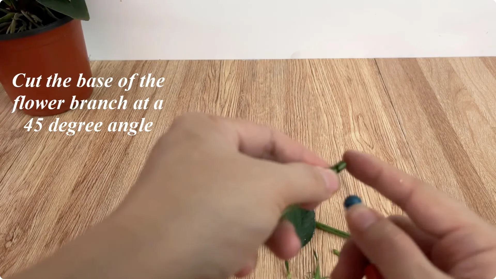 How Anyone Can Easily Propagate Roses at Home screenshot 4