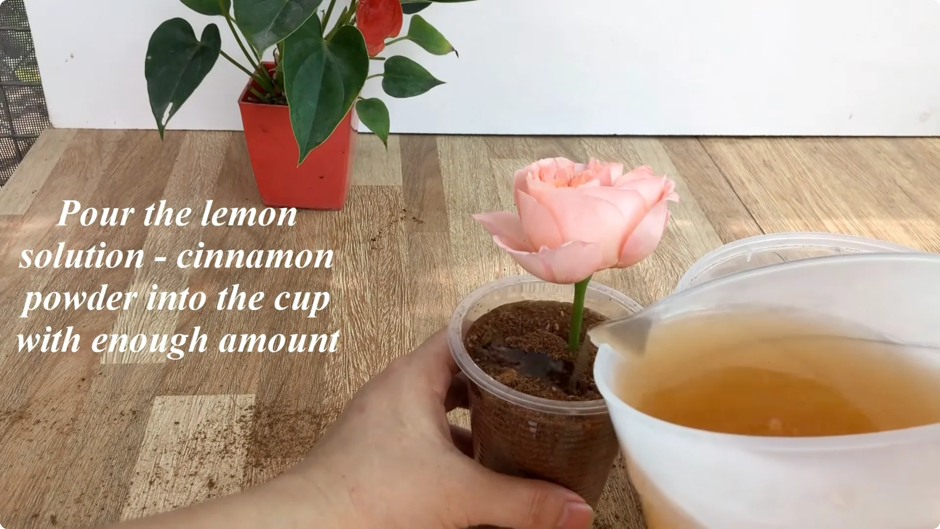 How Anyone Can Easily Propagate Roses at Home screenshot 6