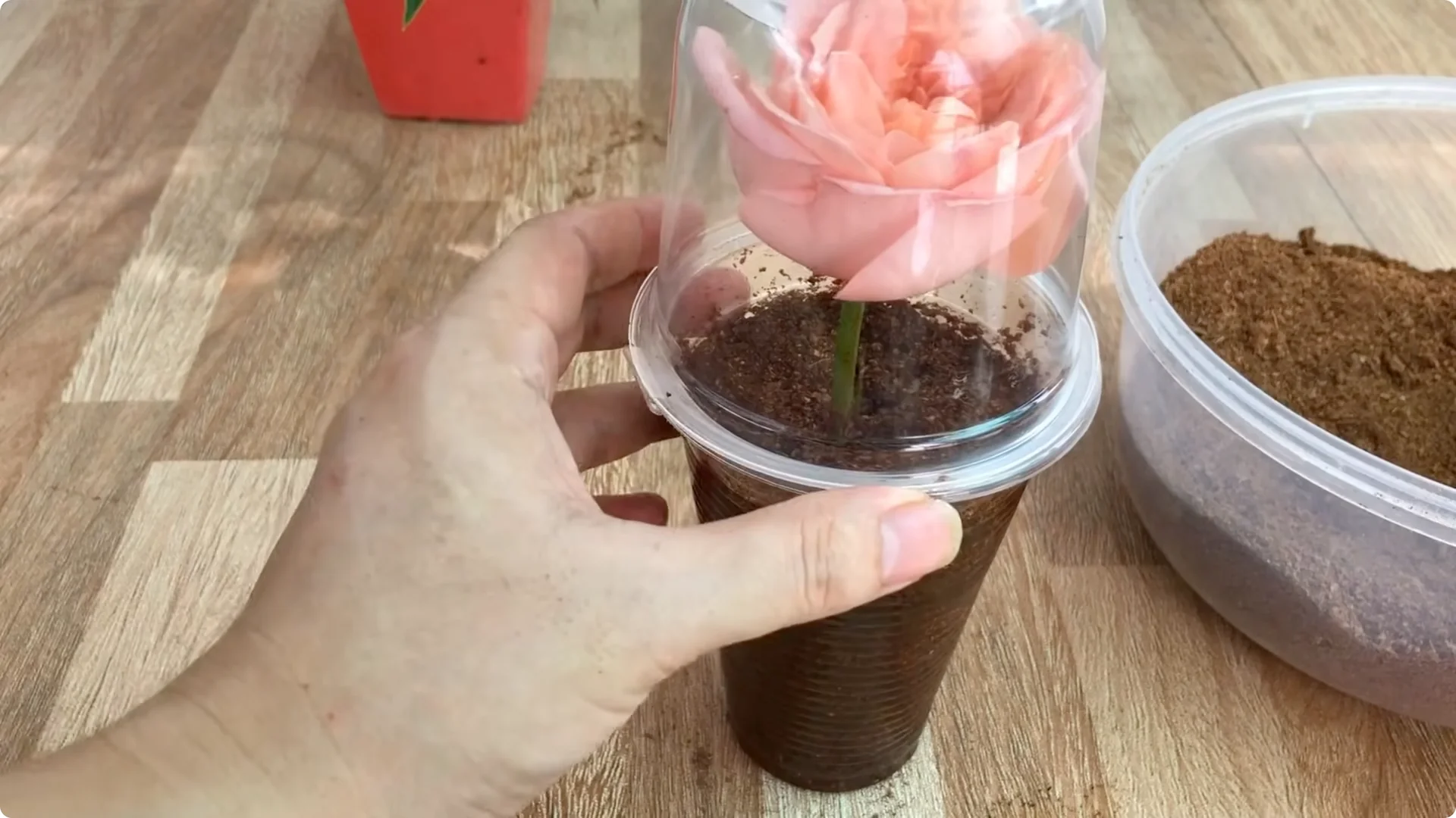 How Anyone Can Easily Propagate Roses at Home screenshot 7