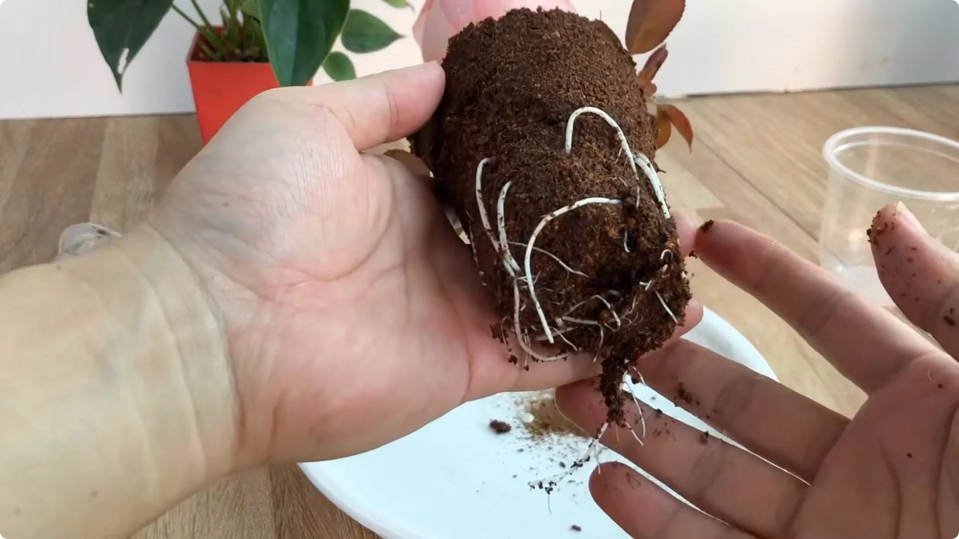 How Anyone Can Easily Propagate Roses at Home screenshot 8