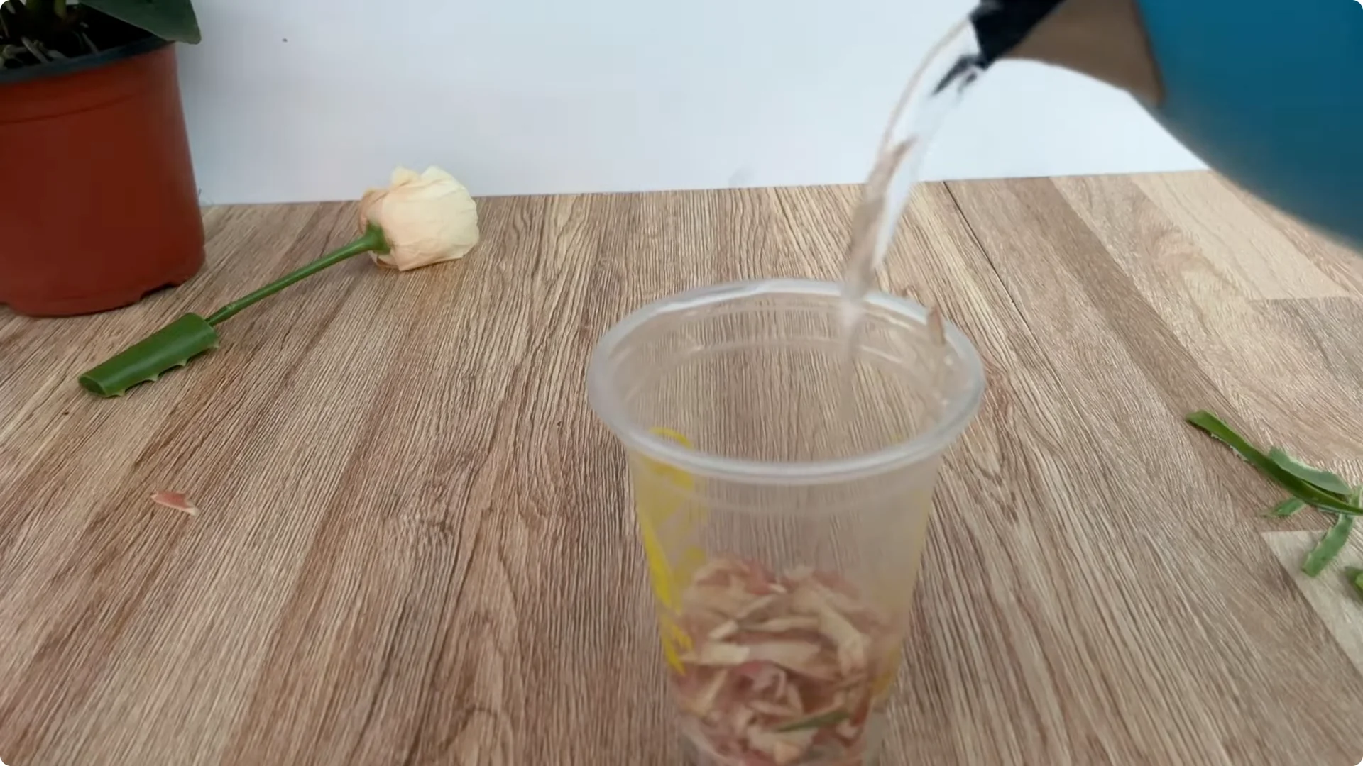 How Anyone Can Easily Propagate Roses at Home screenshot 9