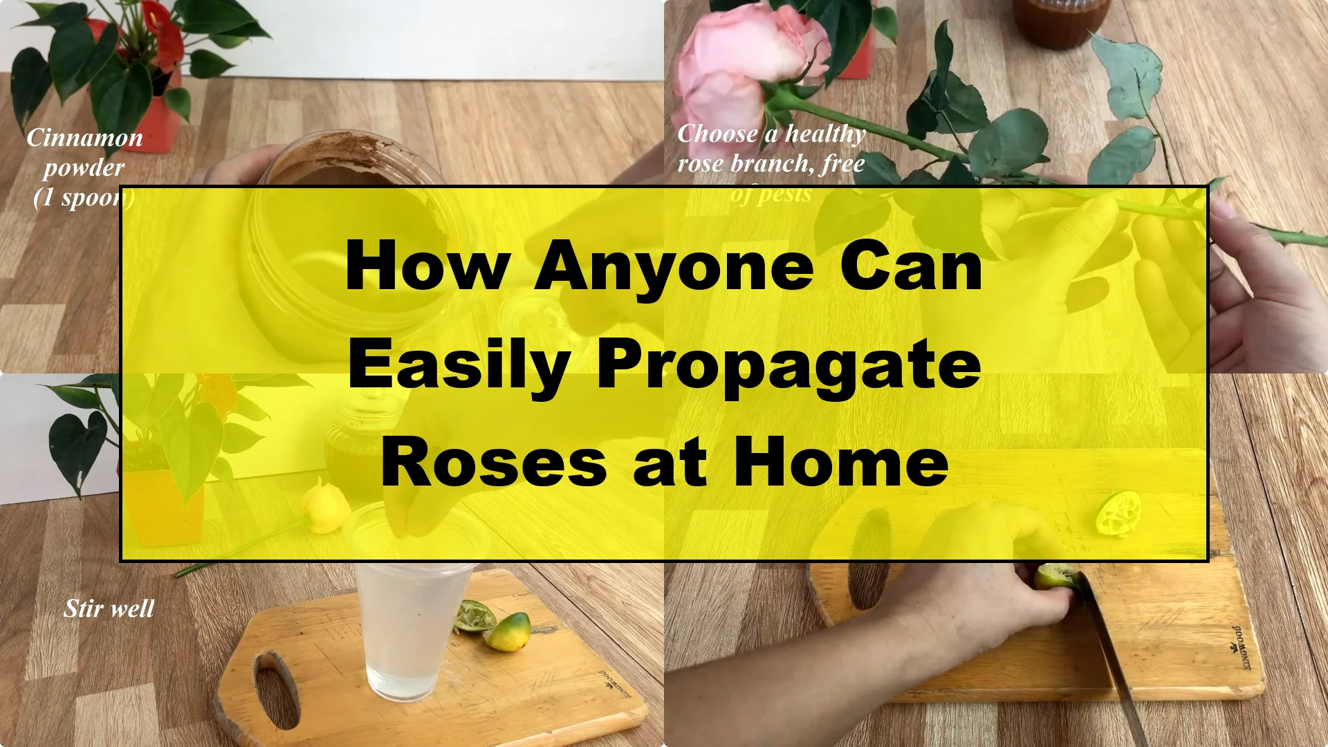 How Anyone Can Easily Propagate Roses at Home - Featured Image