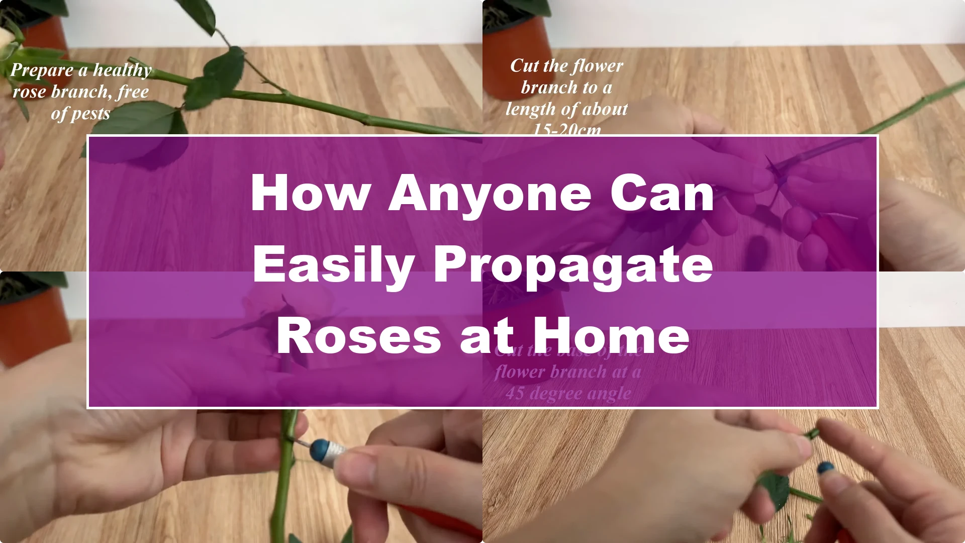 How Anyone Can Easily Propagate Roses at Home - Featured Image