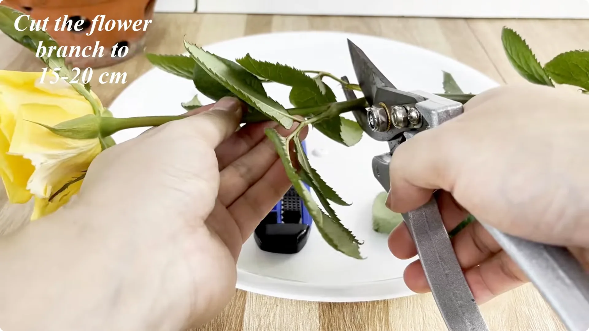 How Coca Cola Can Help You Propagate Roses Easily screenshot 1