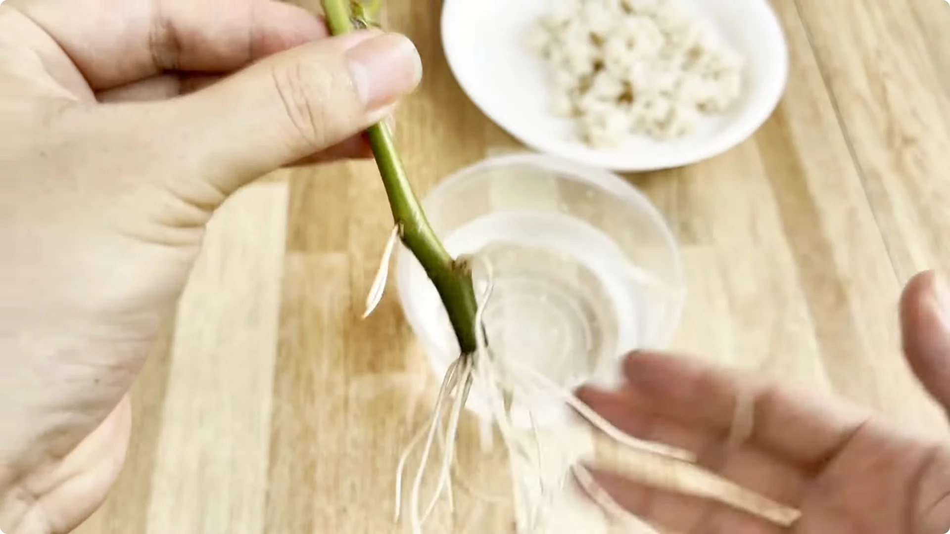 How Coca Cola Can Help You Propagate Roses Easily screenshot 10