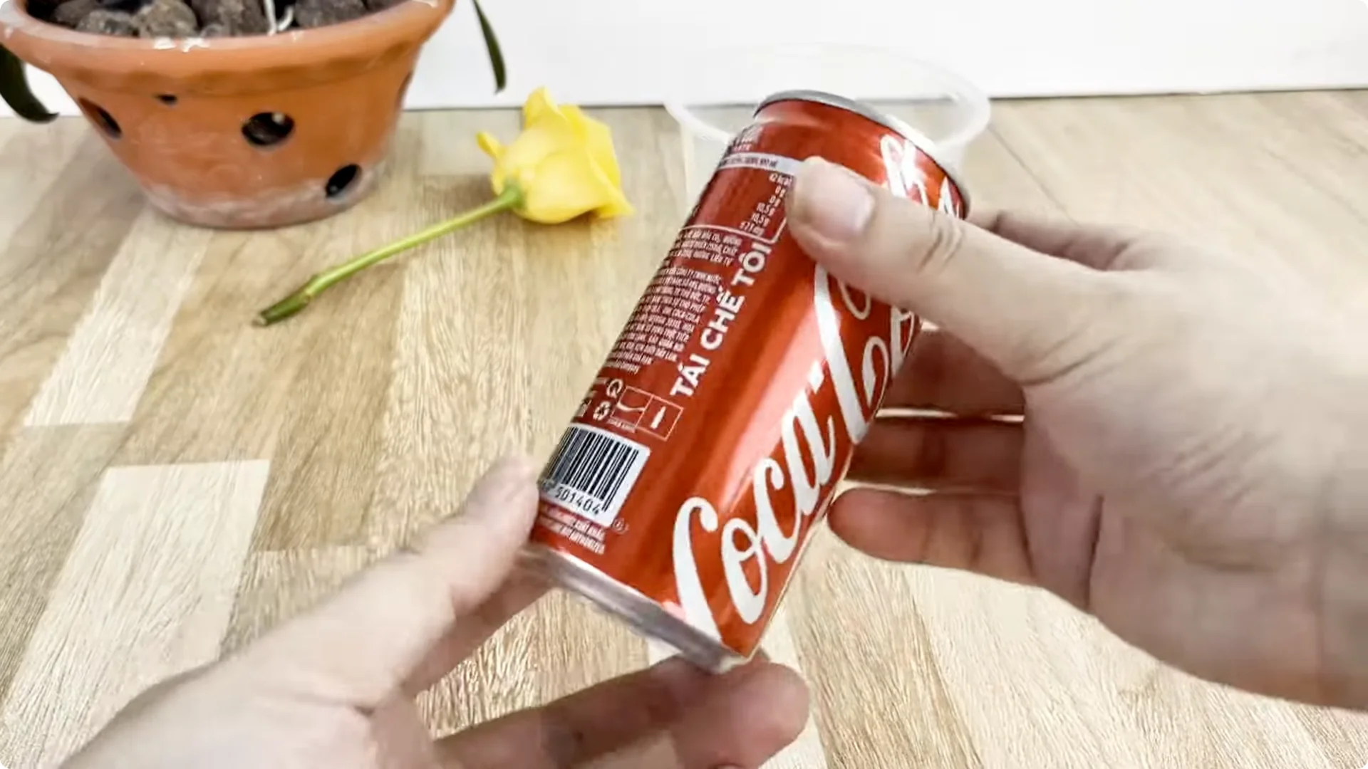 How Coca Cola Can Help You Propagate Roses Easily screenshot 3