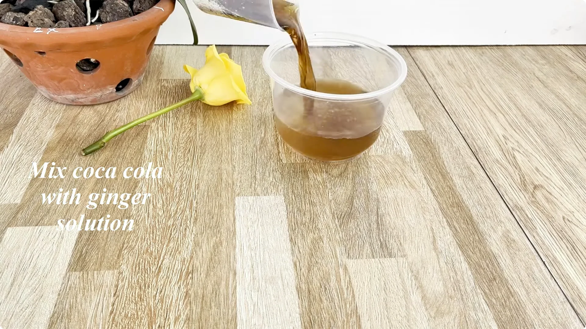 How Coca Cola Can Help You Propagate Roses Easily screenshot 4
