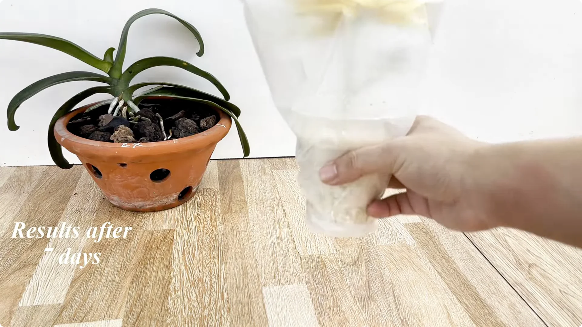 How Coca Cola Can Help You Propagate Roses Easily screenshot 7
