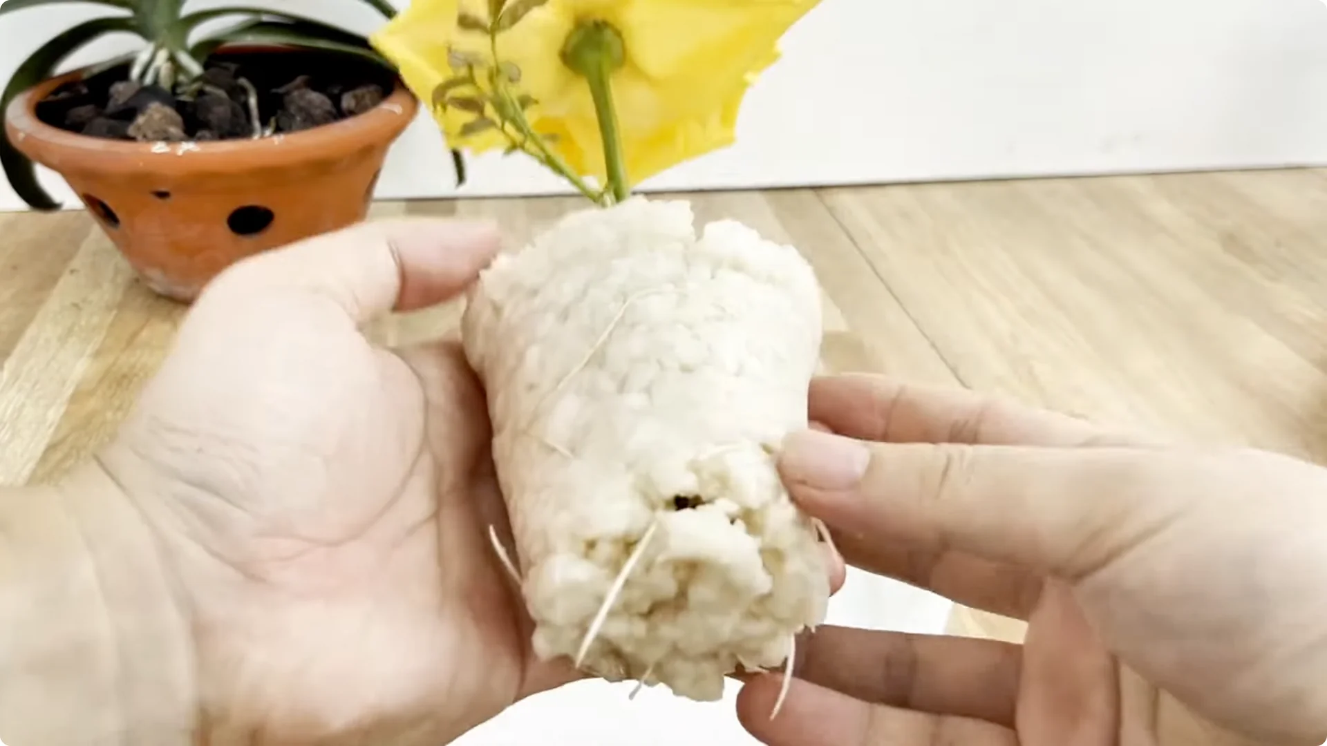 How Coca Cola Can Help You Propagate Roses Easily screenshot 8