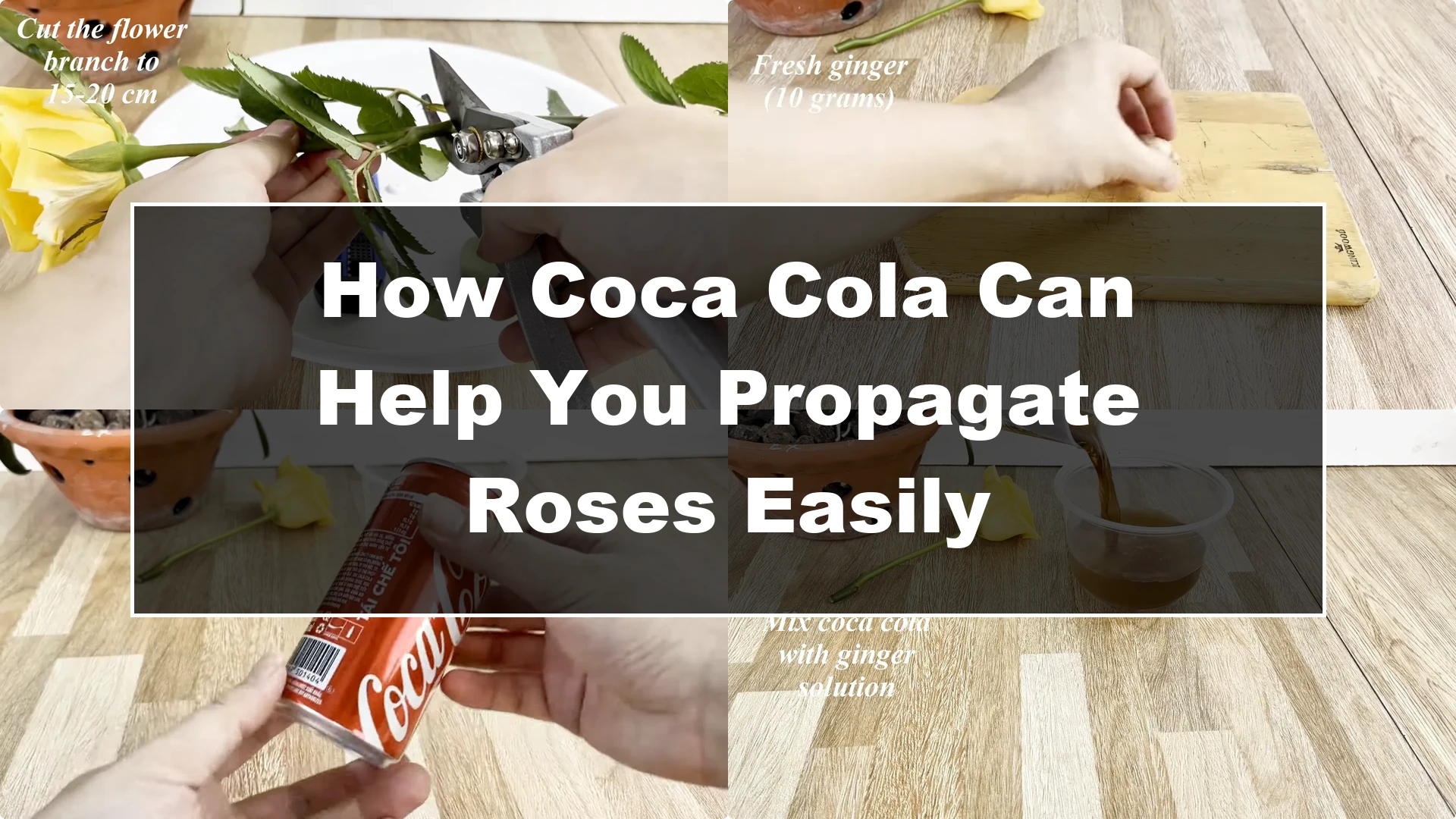 How Coca Cola Can Help You Propagate Roses Easily