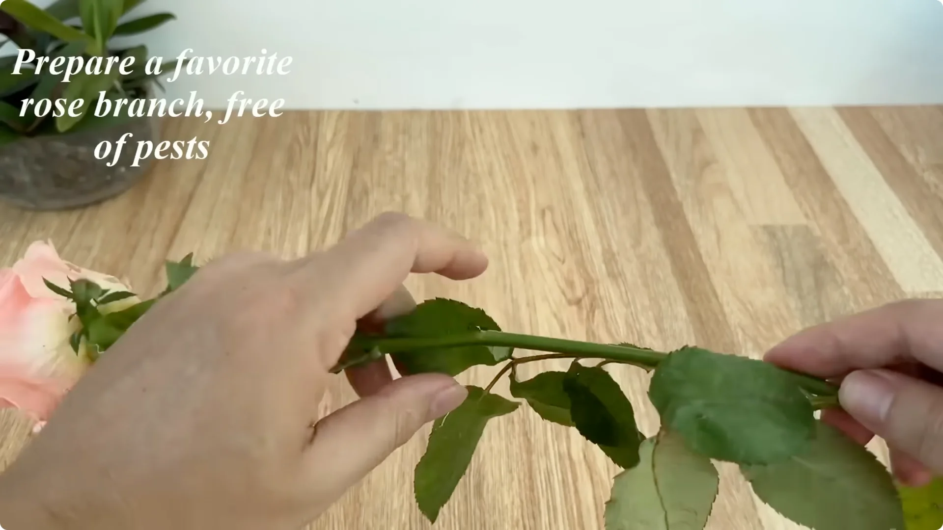 How Did This Rose Branch Root and Sprout Overnight? screenshot 1
