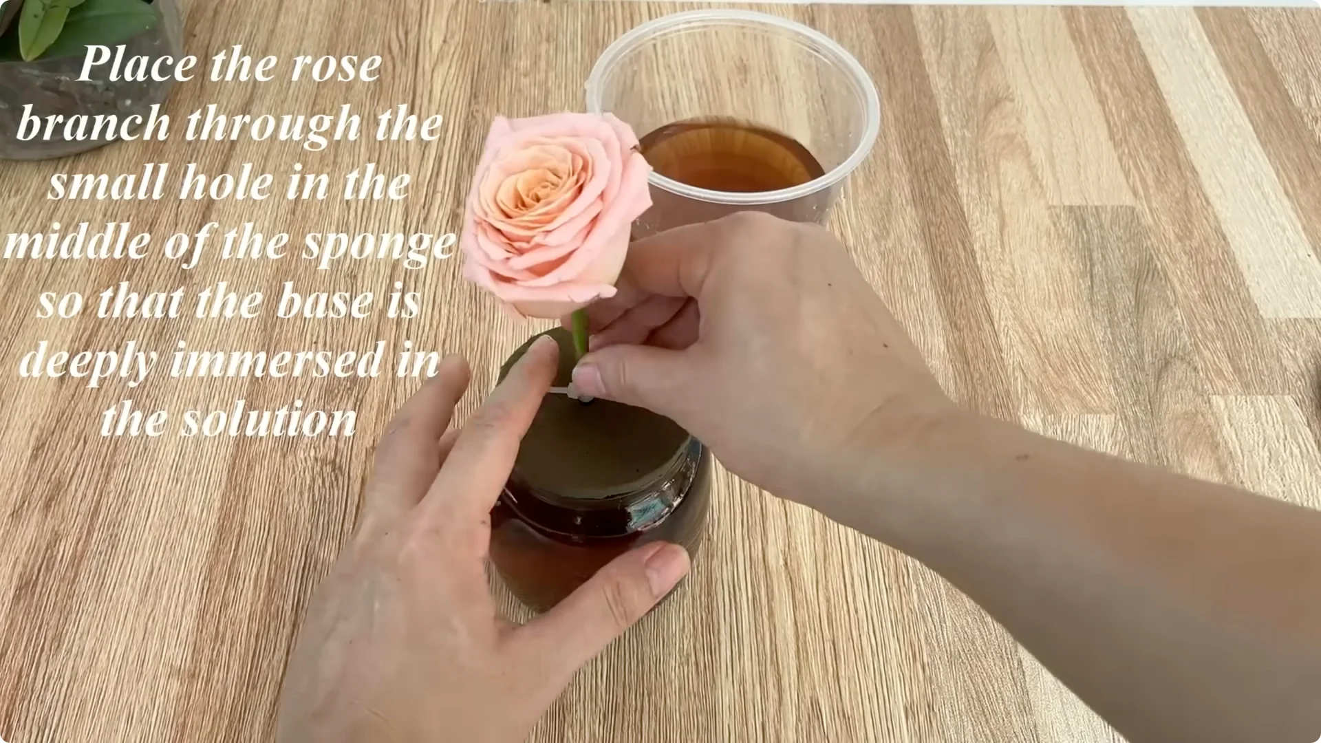 How Did This Rose Branch Root and Sprout Overnight? screenshot 10