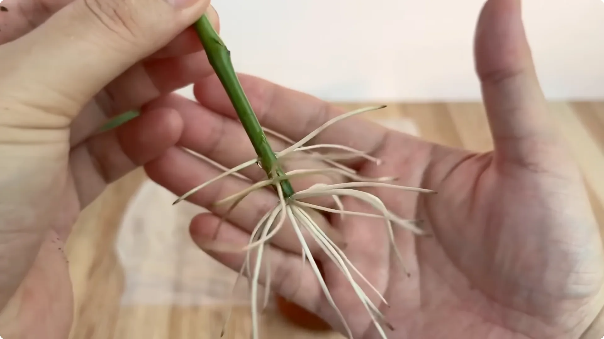 How Did This Rose Branch Root and Sprout Overnight? screenshot 13