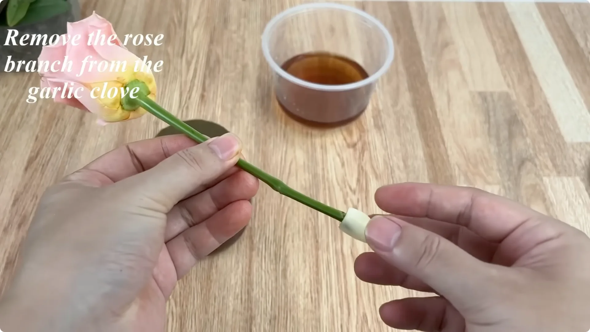 How Did This Rose Branch Root and Sprout Overnight? screenshot 9
