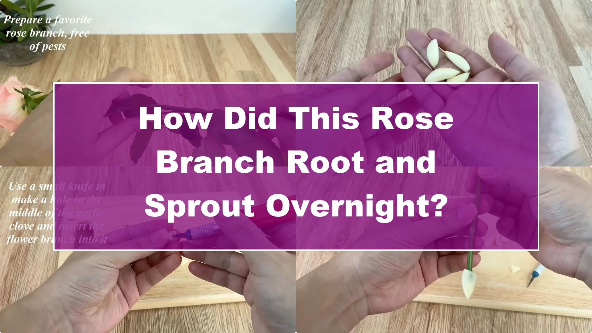 How Did This Rose Branch Root and Sprout Overnight? - Featured Image
