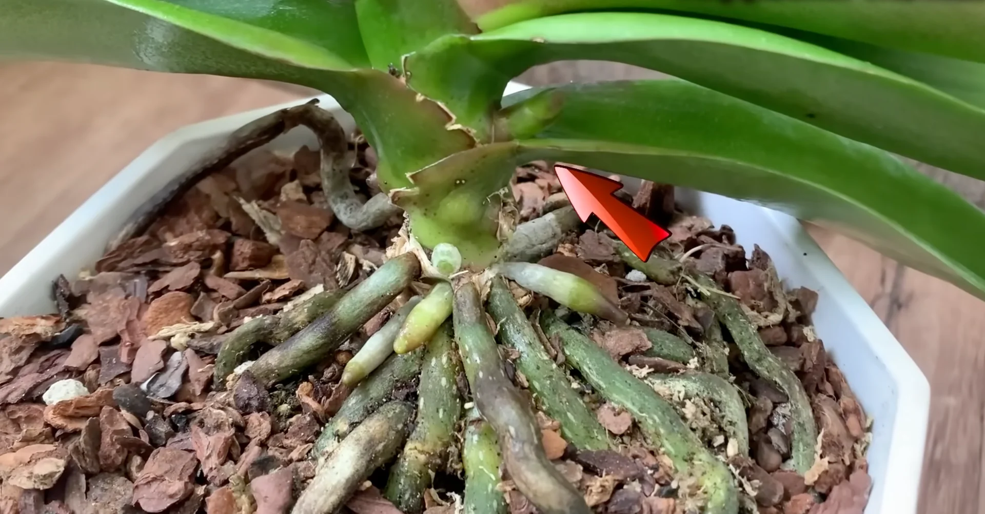 How Do Orchids Respond to the Right Flowering Signals? screenshot 1