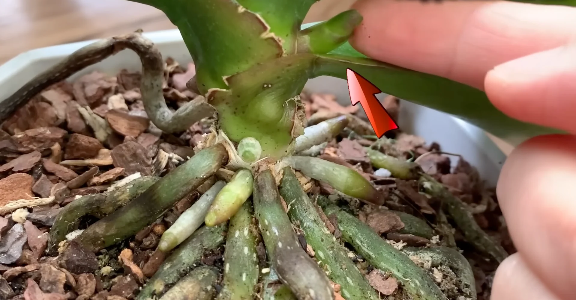 How Do Orchids Respond to the Right Flowering Signals? screenshot 2