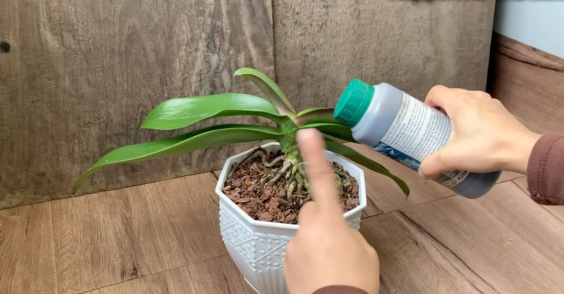 How Do Orchids Respond to the Right Flowering Signals? screenshot 3