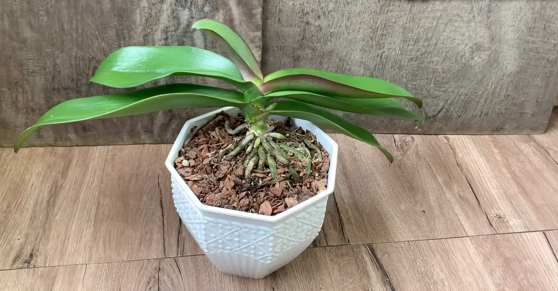 How Do Orchids Respond to the Right Flowering Signals? screenshot 4