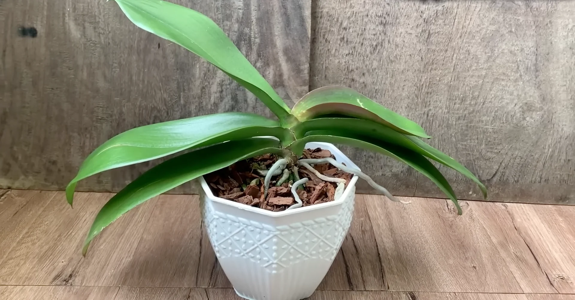 How Do Orchids Respond to the Right Flowering Signals? screenshot 6