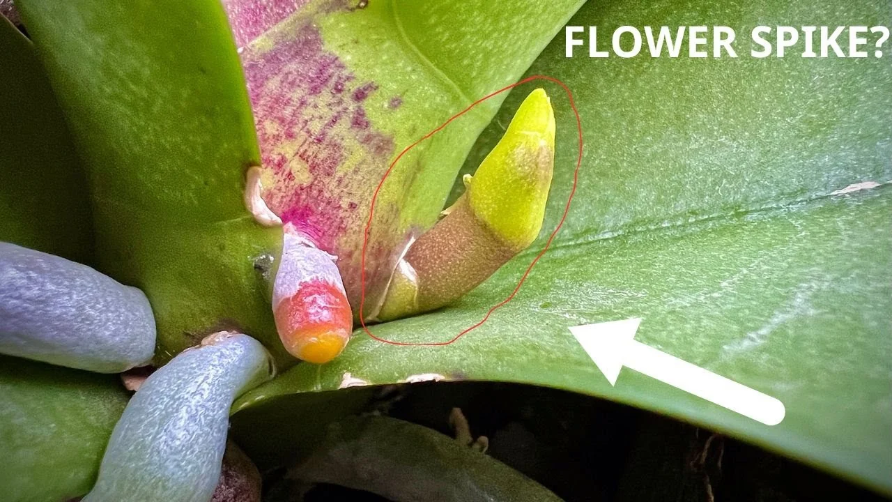 How Do Orchids Respond to the Right Flowering Signals? - Featured Image