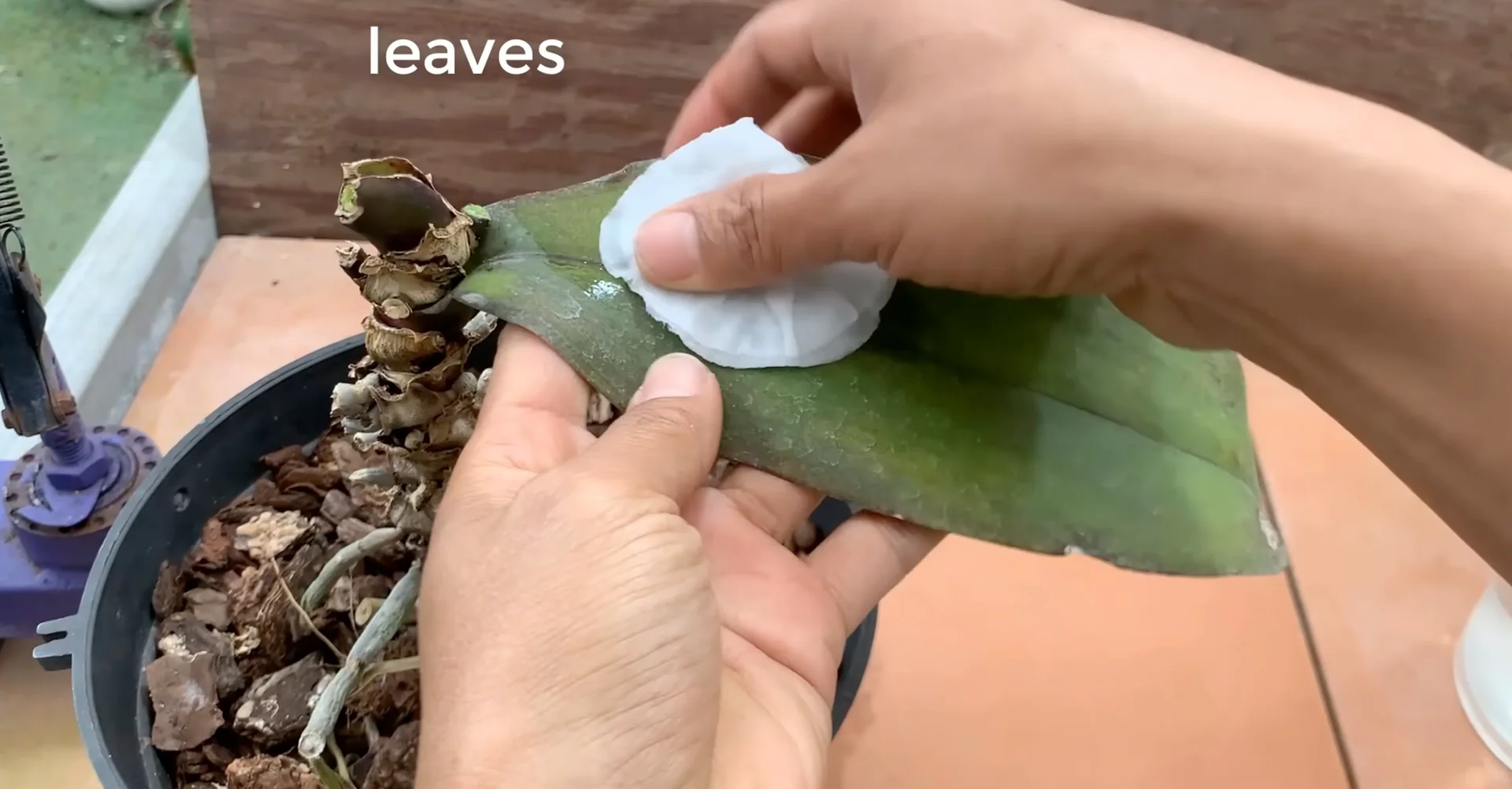 How Garlic Helps Orchids Grow Roots and Bloom Year-Round? screenshot 3