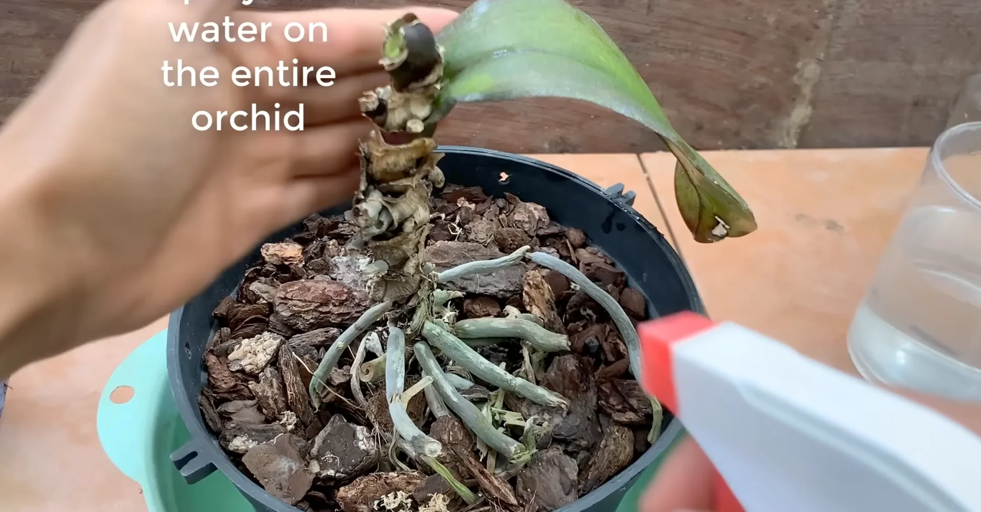 How Garlic Helps Orchids Grow Roots and Bloom Year-Round? screenshot 4