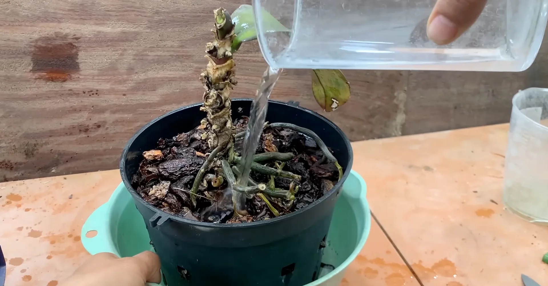 How Garlic Helps Orchids Grow Roots and Bloom Year-Round? screenshot 5