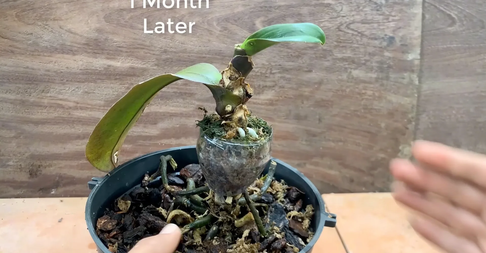 How Garlic Helps Orchids Grow Roots and Bloom Year-Round? screenshot 7