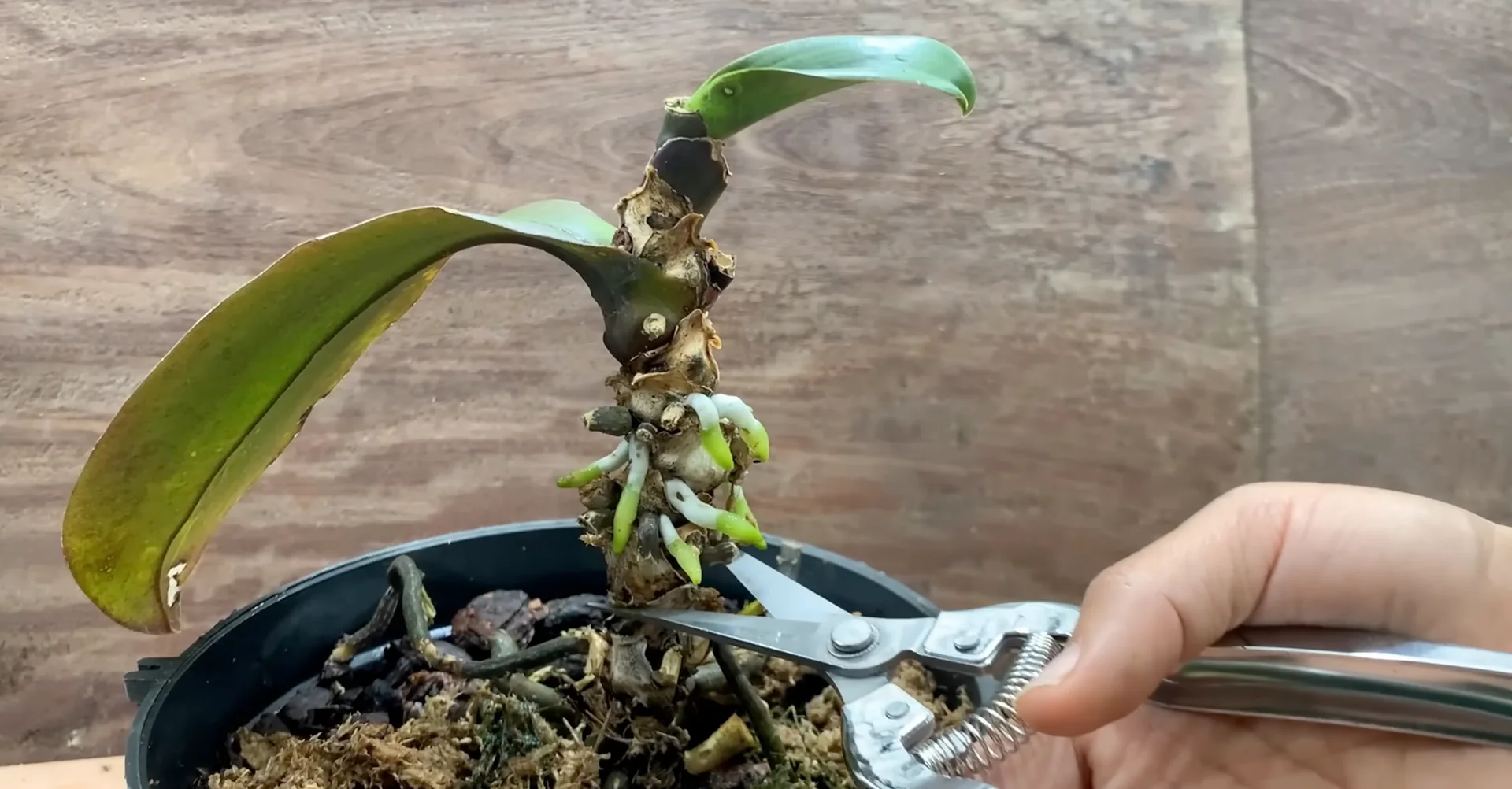 How Garlic Helps Orchids Grow Roots and Bloom Year-Round? screenshot 8
