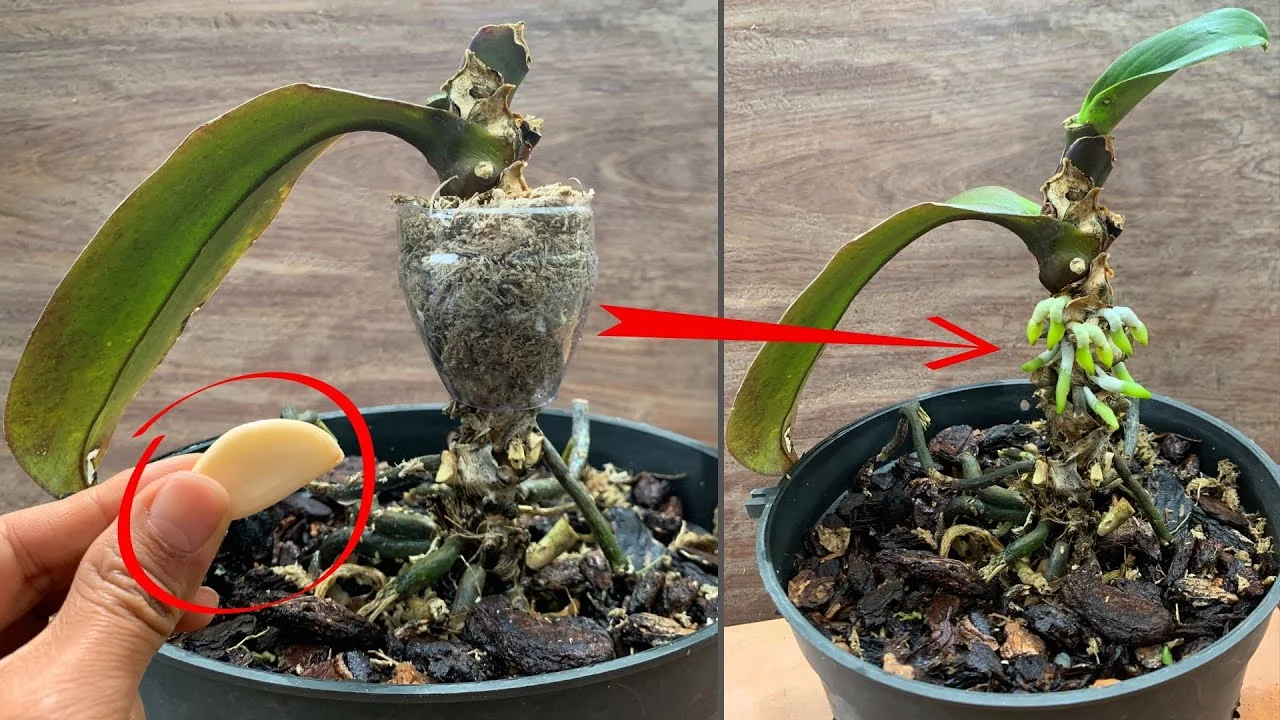 How Garlic Helps Orchids Grow Roots and Bloom Year-Round? - Featured Image