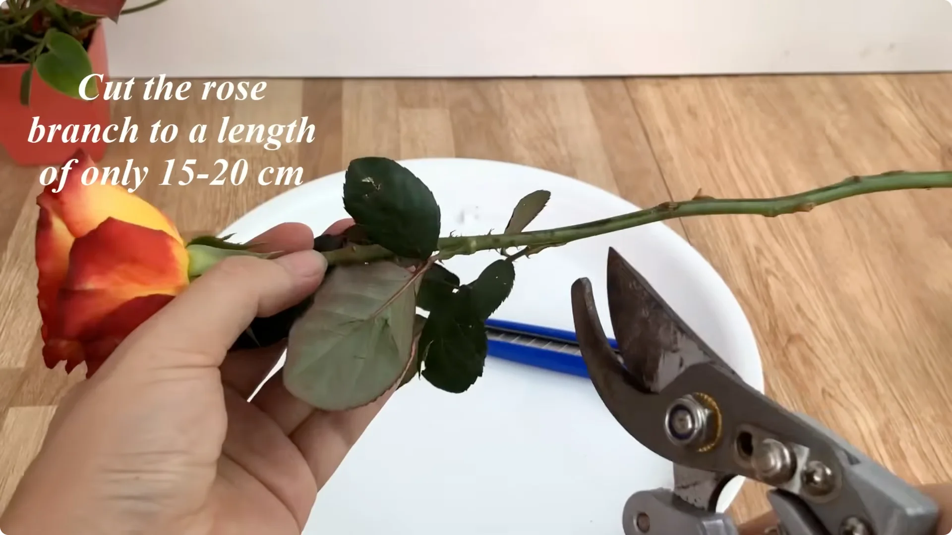 How Garlic Transforms Your Rose Plant’s Roots and Blooms screenshot 1