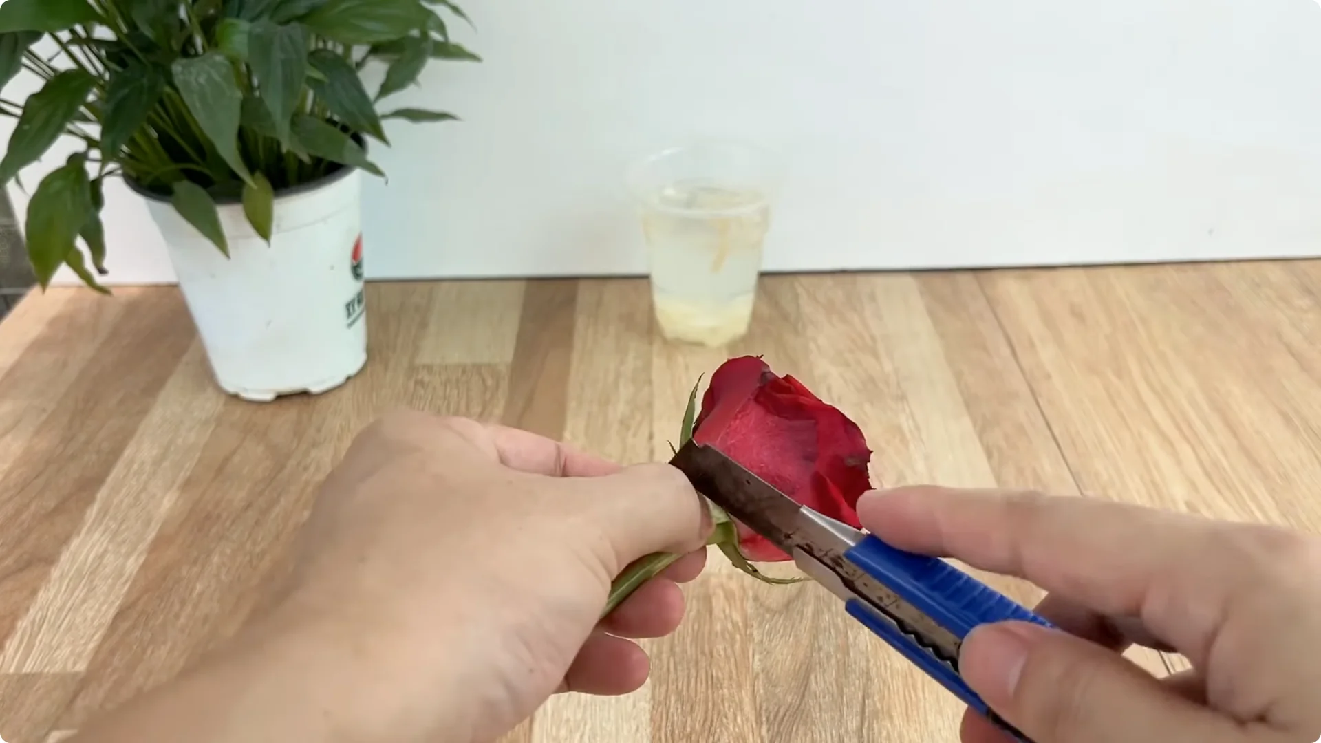 How Garlic Transforms Your Rose Plant’s Roots and Blooms screenshot 3