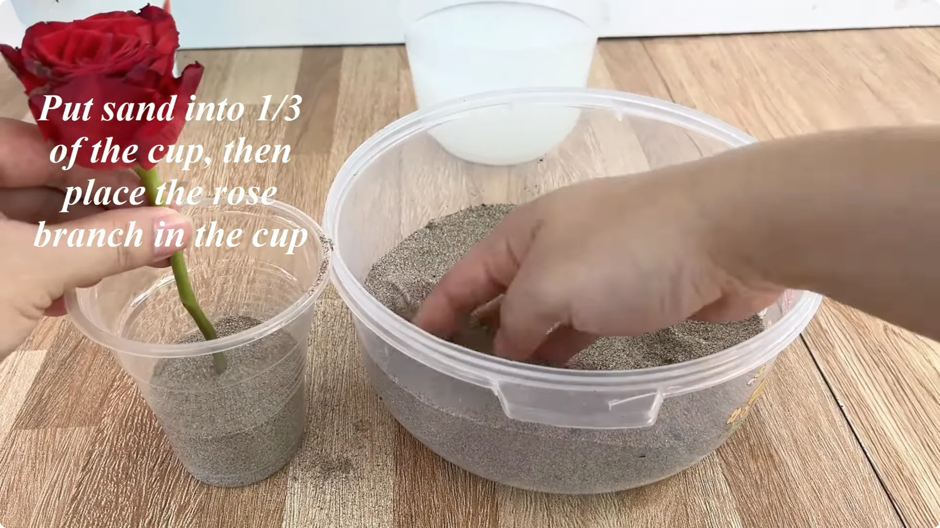 How Garlic Transforms Your Rose Plant’s Roots and Blooms screenshot 5