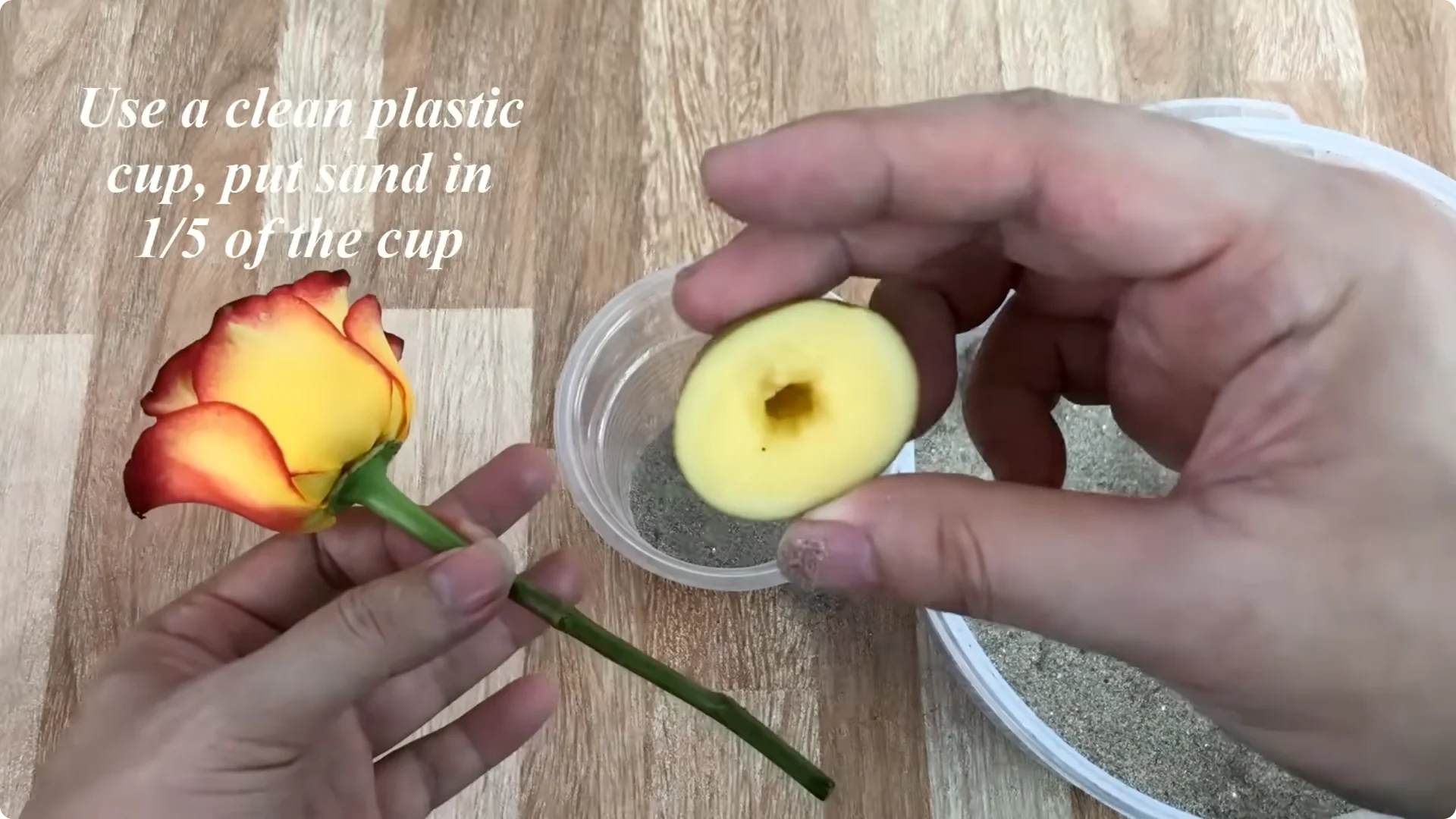 How Garlic Transforms Your Rose Plant’s Roots and Blooms screenshot 6