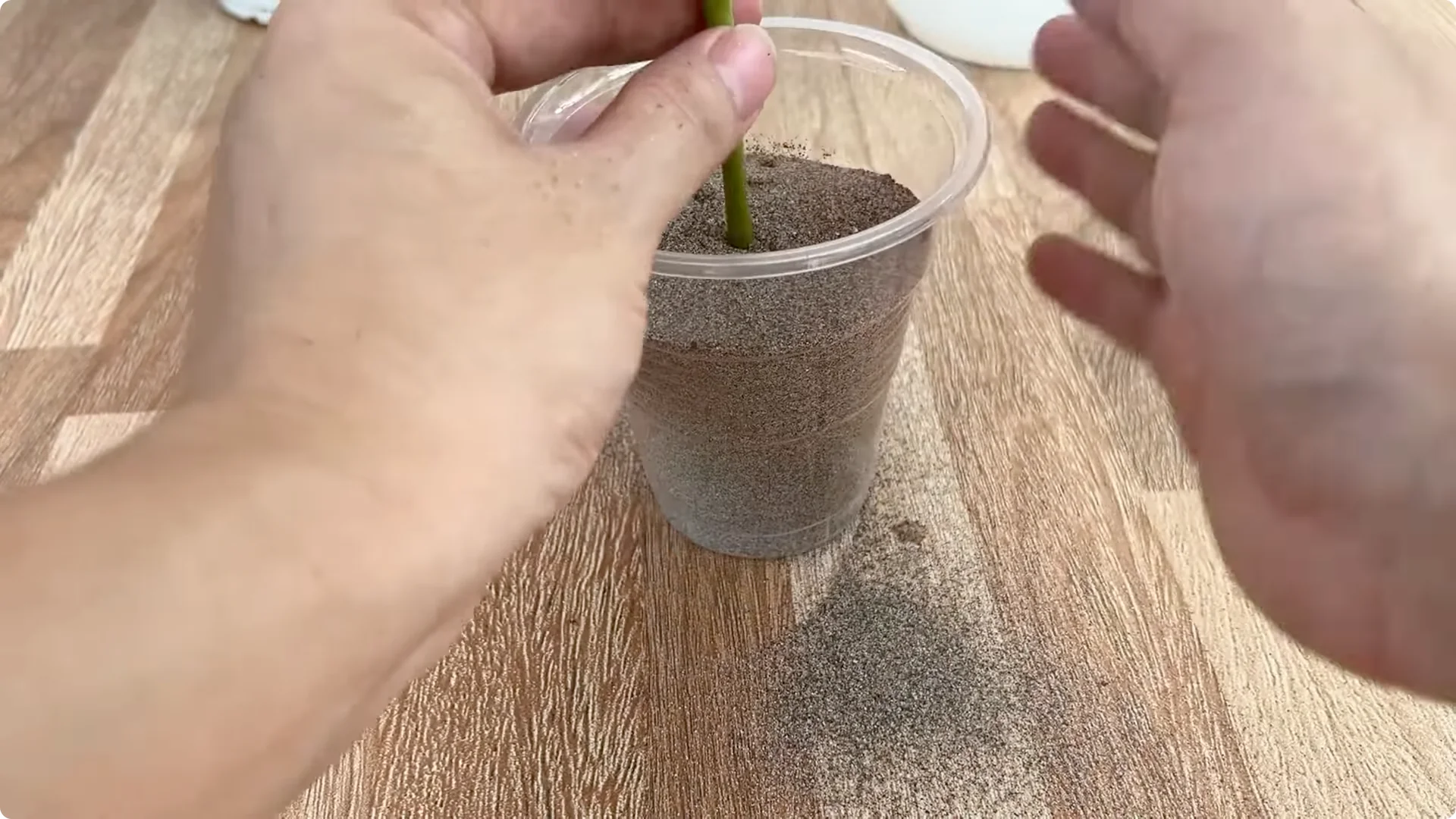 How Garlic Transforms Your Rose Plant’s Roots and Blooms screenshot 6