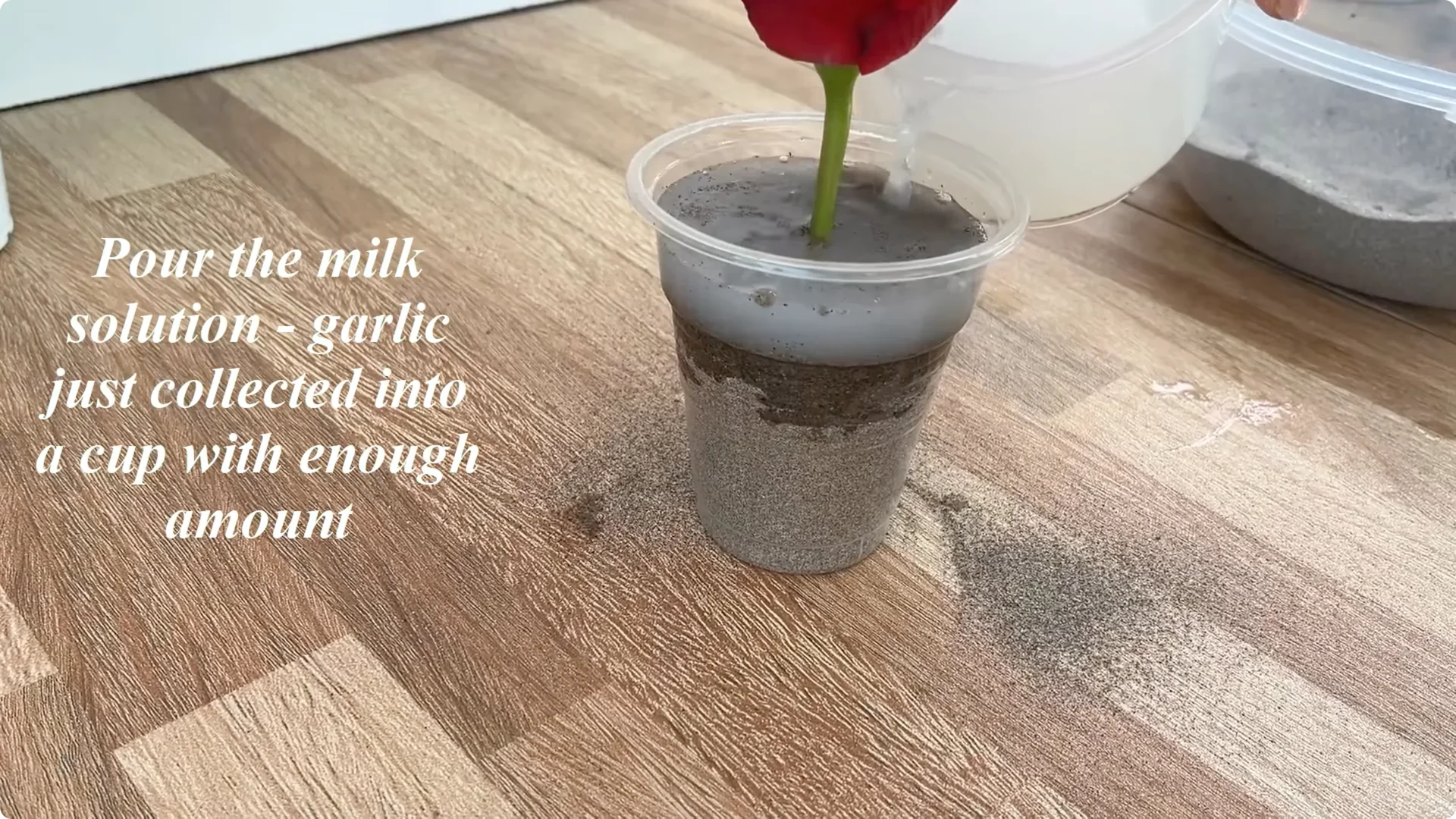 How Garlic Transforms Your Rose Plant’s Roots and Blooms screenshot 7