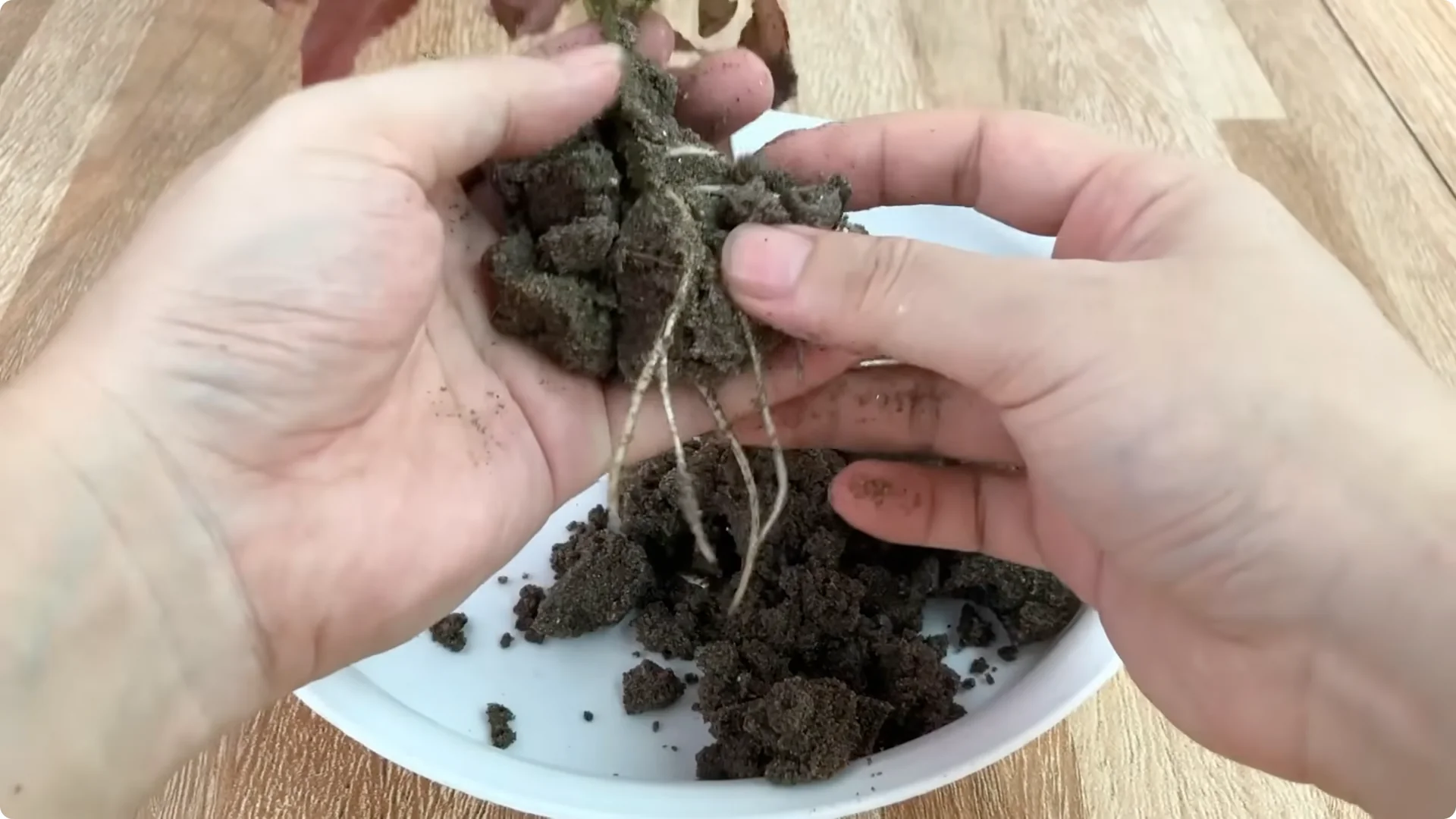 How Garlic Transforms Your Rose Plant’s Roots and Blooms screenshot 8